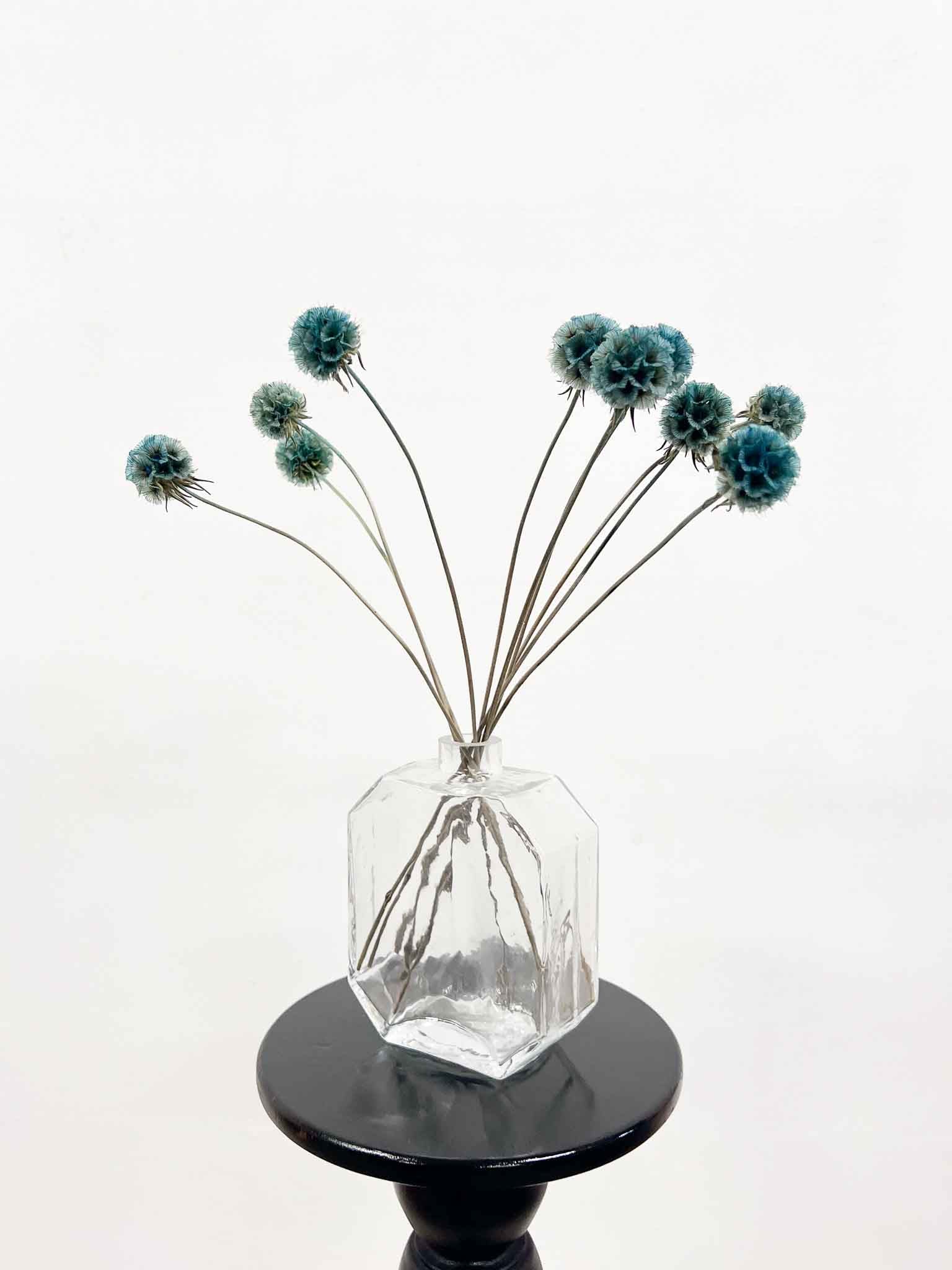 CARLA » Preserved light blue Scabiosa Stellata
