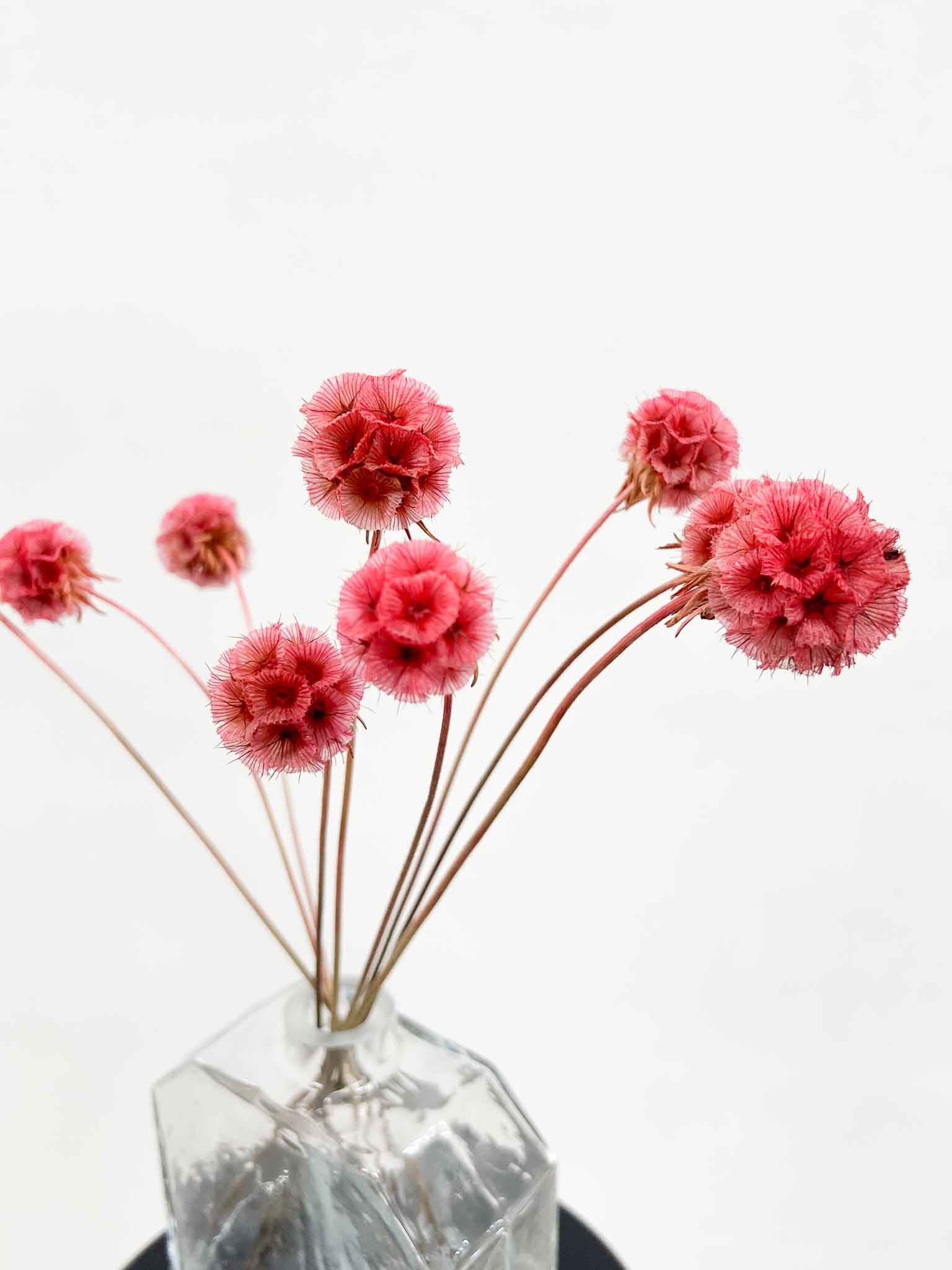 CARLA » Preserved pink Scabiosa Stellata
