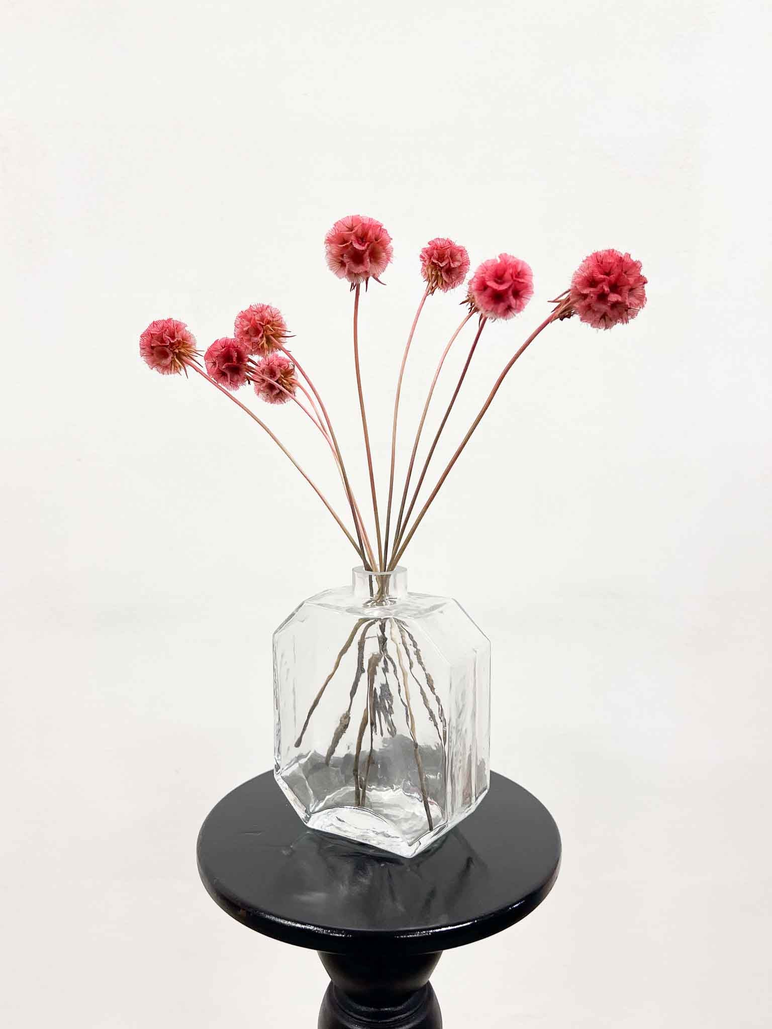 CARLA » Preserved pink Scabiosa Stellata