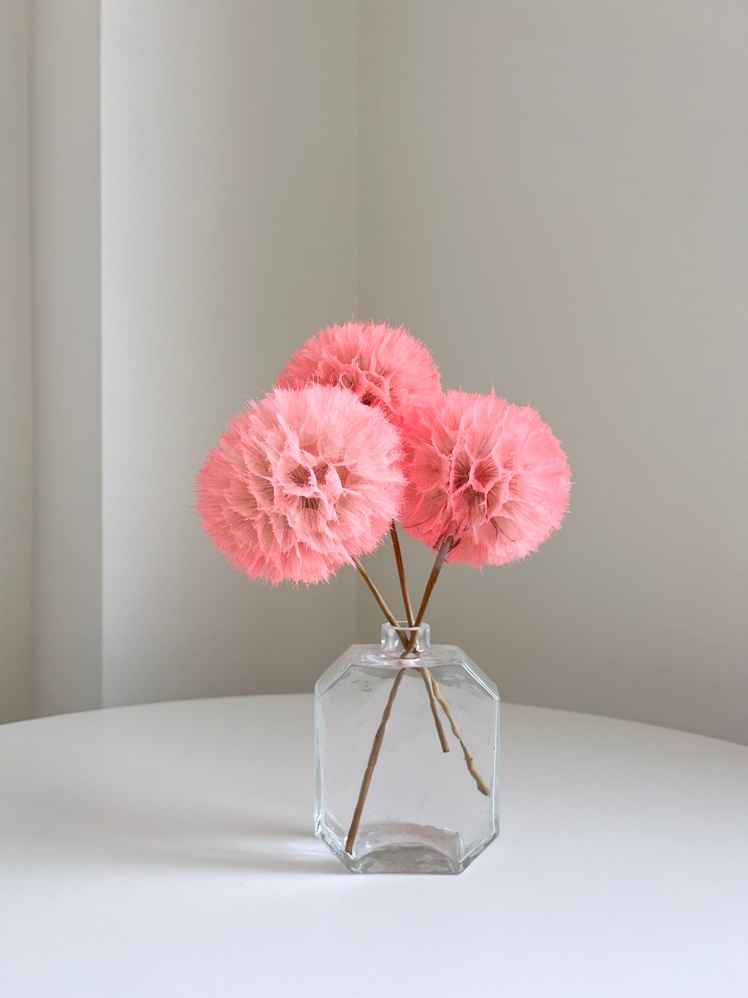 SEFORA » stelo del Frutto del fiore del Tragopogon o "soffione" rosa