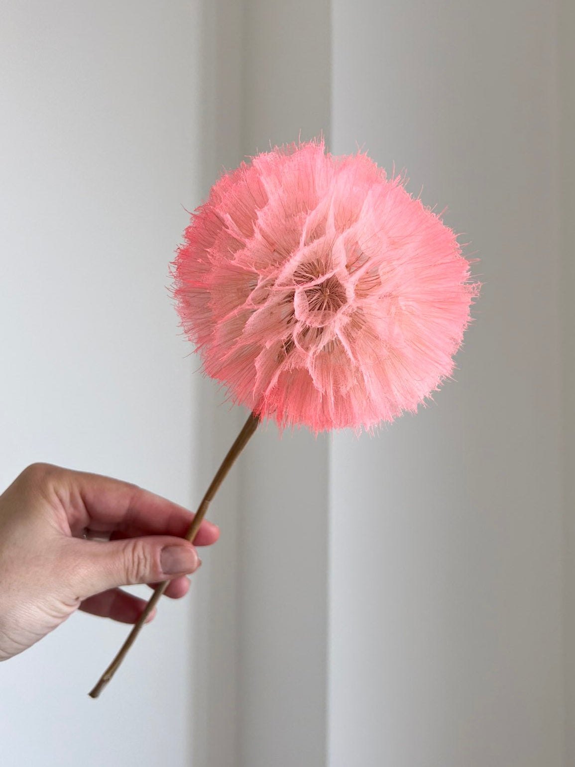 SEFORA » stelo del Frutto del fiore del Tragopogon o "soffione" rosa