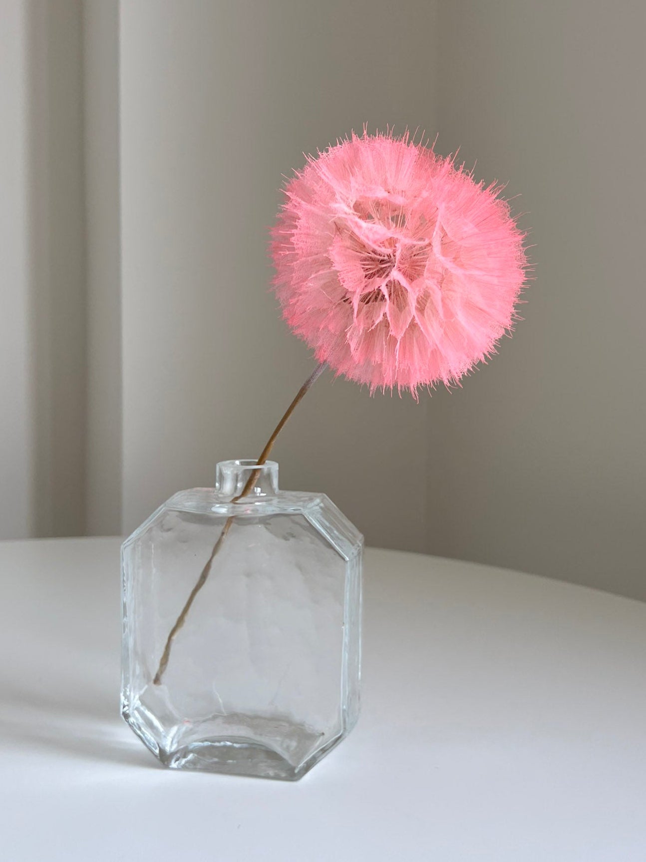 SEFORA » stelo del Frutto del fiore del Tragopogon o "soffione" rosa