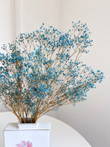 SKY » Mazzo di Gypsophila stabilizzata celeste