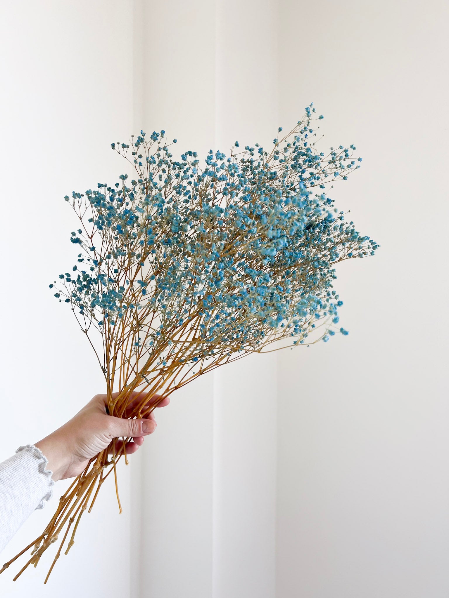 SKY » Mazzo di Gypsophila stabilizzata celeste