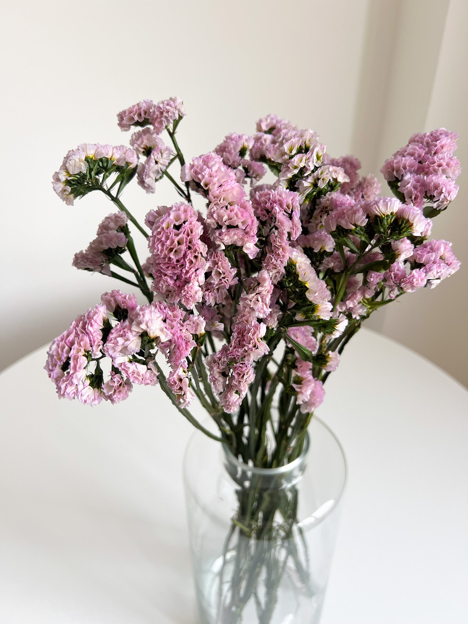 ORVELLA » Statice stabilizzato rosa chiaro