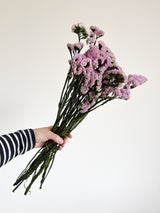 ORVELLA » Statice stabilizzato rosa chiaro