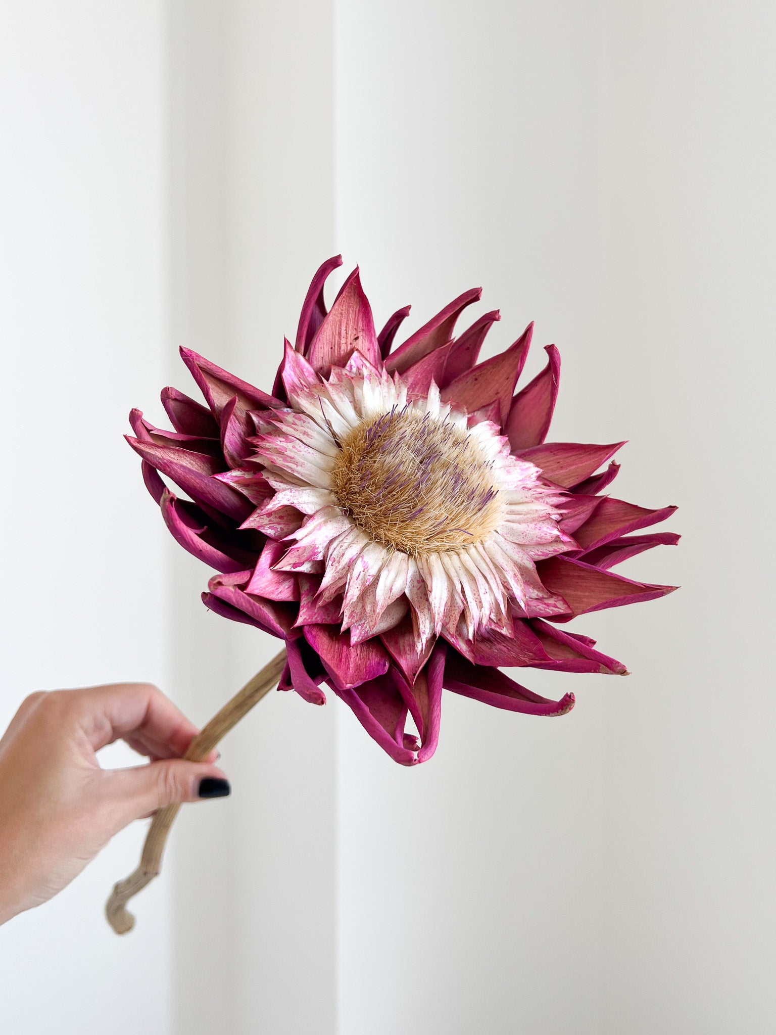SWAMI » fiore di carciofo grande aperto rosa