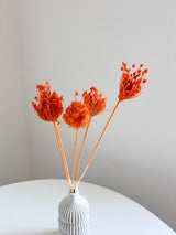SYRAX » Mazzo di Ammi Majus arancione