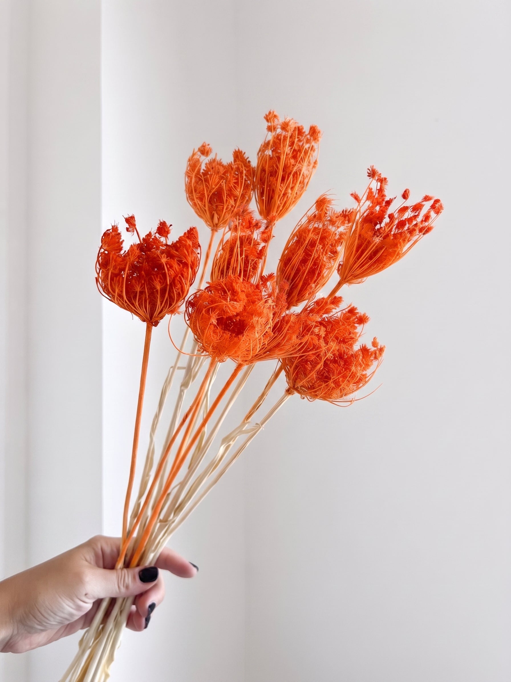 SYRAX » Mazzo di Ammi Majus arancione