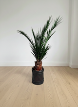 SANTIAGO » pianta stabilizzata phoenix verde 150cm