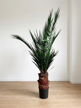 SANTIAGO » pianta stabilizzata phoenix verde 150cm