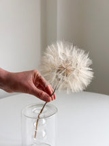 TAMARA » Frutto del fiore del Tragopogon o "soffione" sbiancato