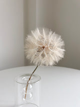 TAMARA » Frutto del fiore del Tragopogon o "soffione" sbiancato