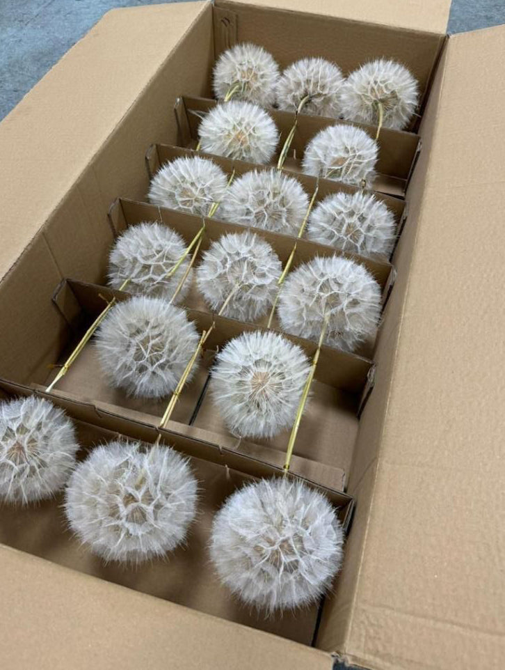 TAMARA » Bleached fruit of the flower of the Tragopogon