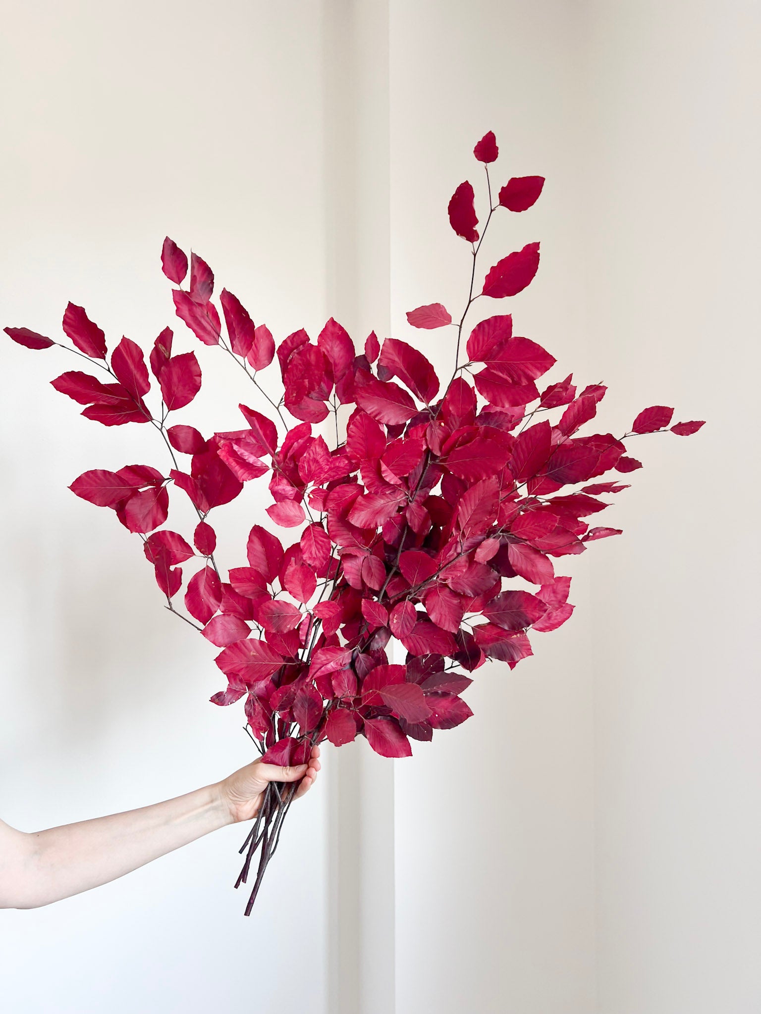 VALERY » Mazzo di Faggio stabilizzato fucsia