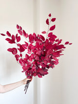 VALERY » Mazzo di Faggio stabilizzato fucsia
