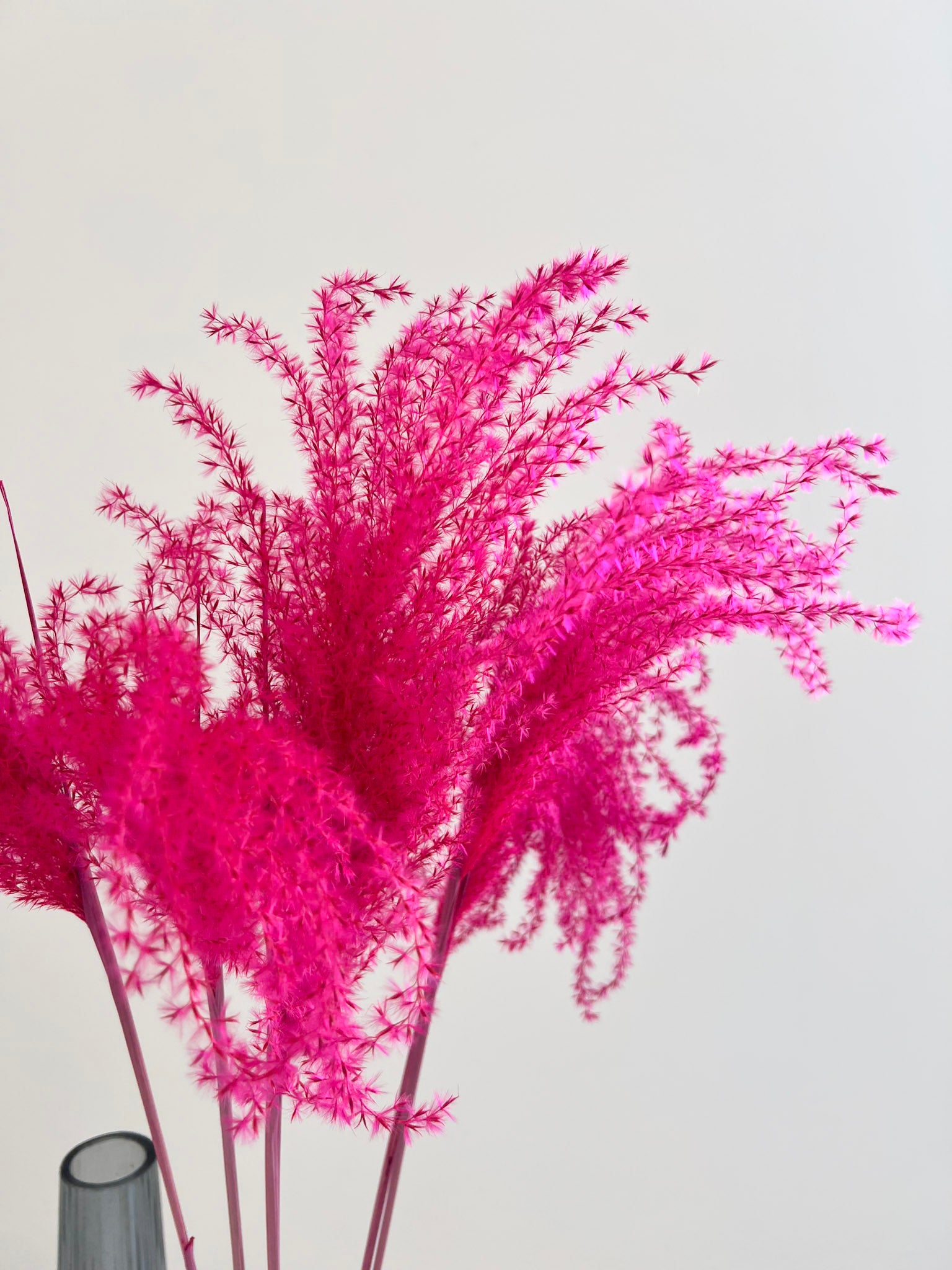 VIOLANTE » mazzo di miscanthus fucsia