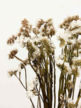 WALTER » Statice stabilizzato bianco