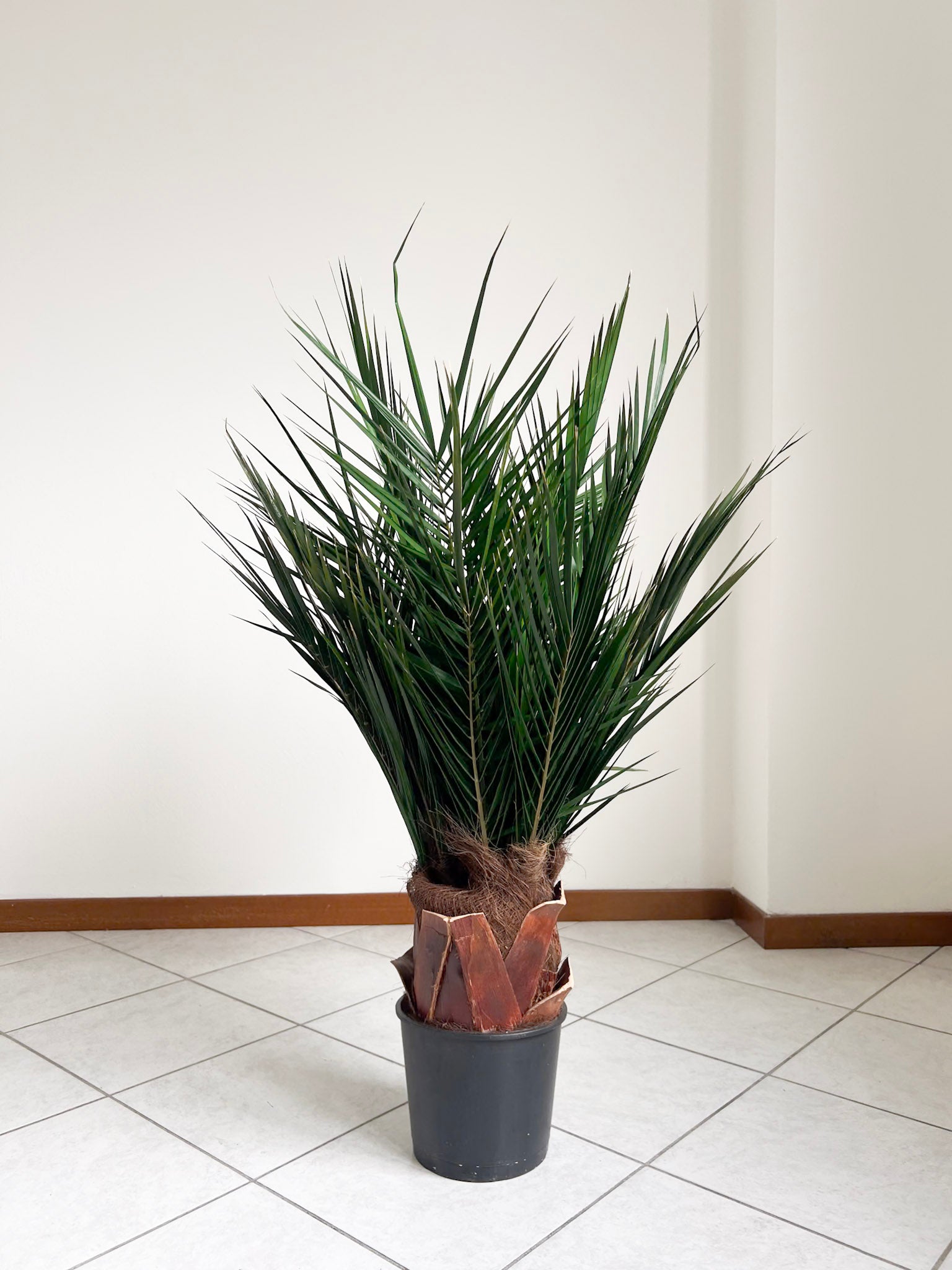 WASHINGTON » pianta stabilizzata phoenix verde 100cm