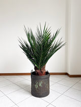 WASHINGTON » pianta stabilizzata phoenix verde 100cm