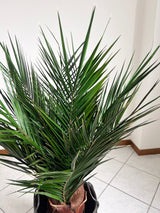 WASHINGTON » pianta stabilizzata phoenix verde 100cm