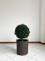 WORLD » pianta stabilizzata di pitosforo a sfera verde 65cm