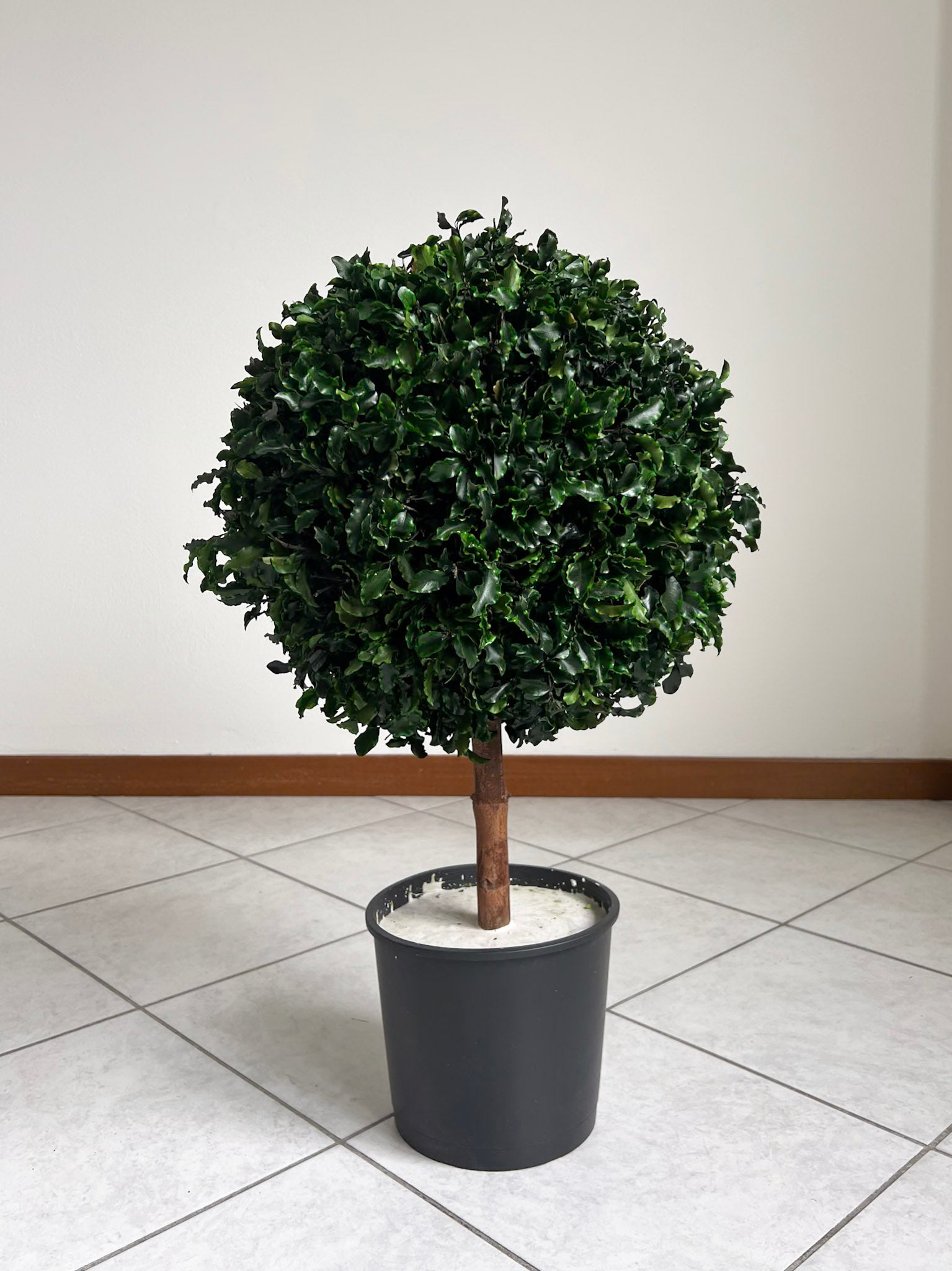 WORLD » pianta stabilizzata di pitosforo a sfera verde 65cm