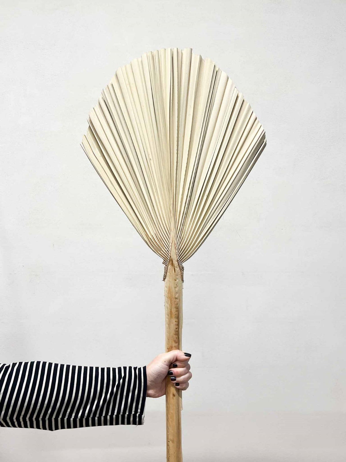 ORFEO » Palma tonda naturale