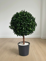 WORLD » pianta stabilizzata di pitosforo a sfera verde 65cm