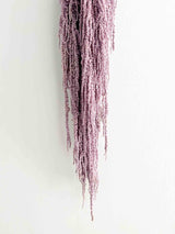 SARA » Amaranthus stabilizzato violetto