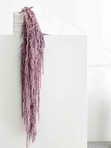 SARA » Amaranthus stabilizzato violetto