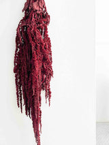 RAMONA » Amaranthus stabilizzato bordeaux