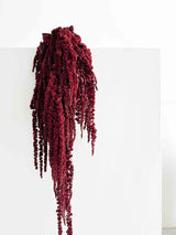 RAMONA » Amaranthus stabilizzato bordeaux