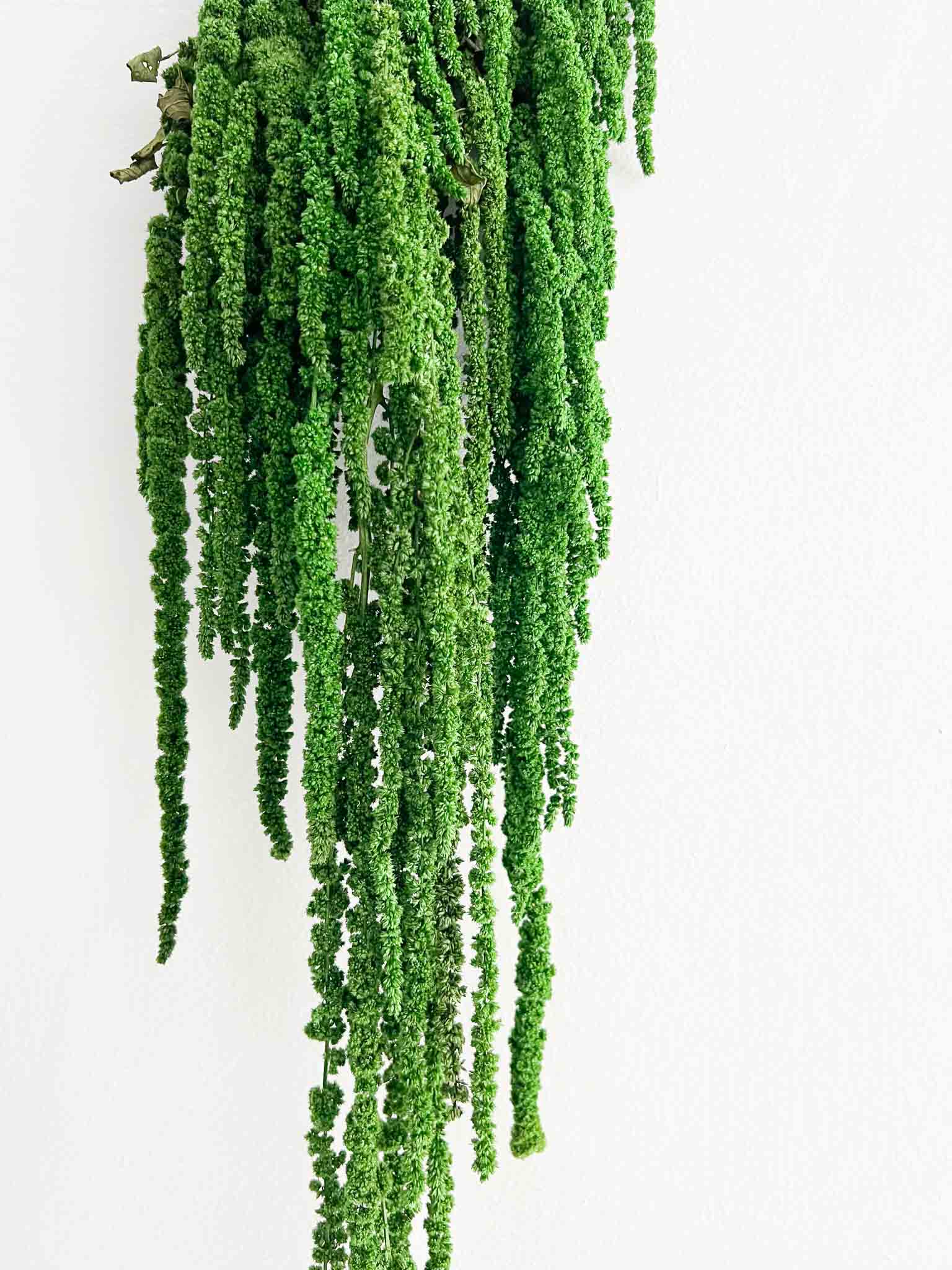 ODOACRE » Amaranthus stabilizzato verde scuro