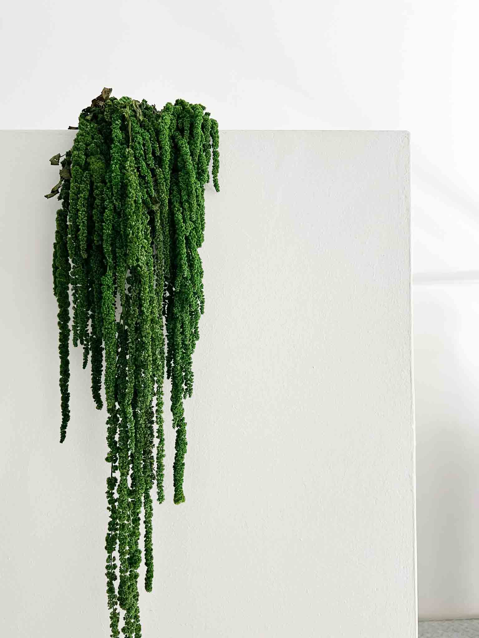 ODOACRE » Amaranthus stabilizzato verde scuro