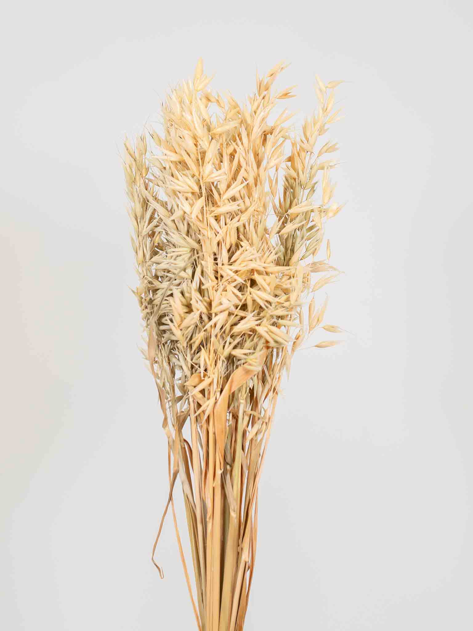 ALFIERO » Mazzo di Avena coltivata naturale