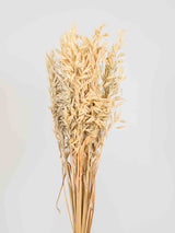 ALFIERO » Mazzo di Avena coltivata naturale