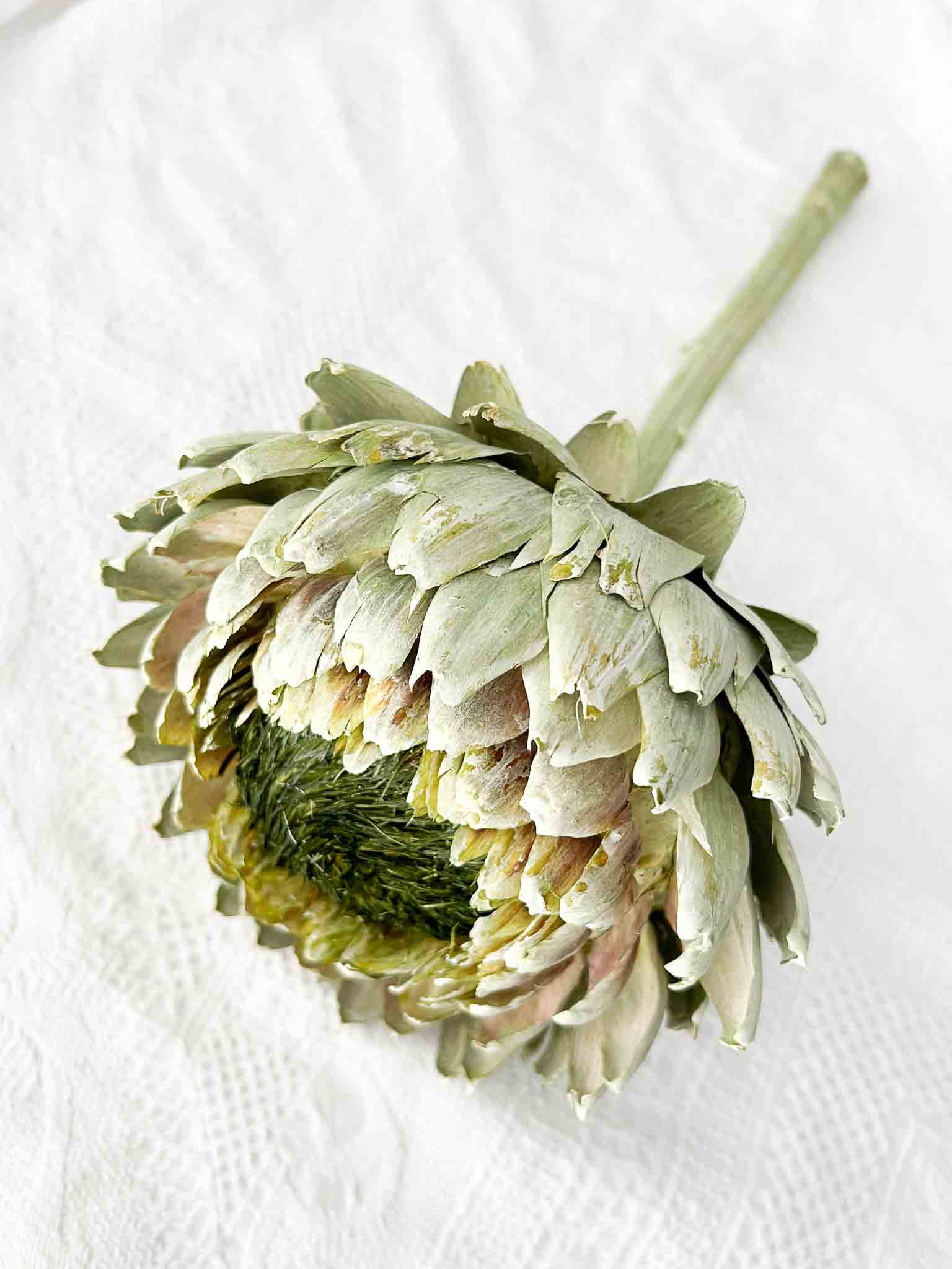 OLINTO » Large dried green Artichoke