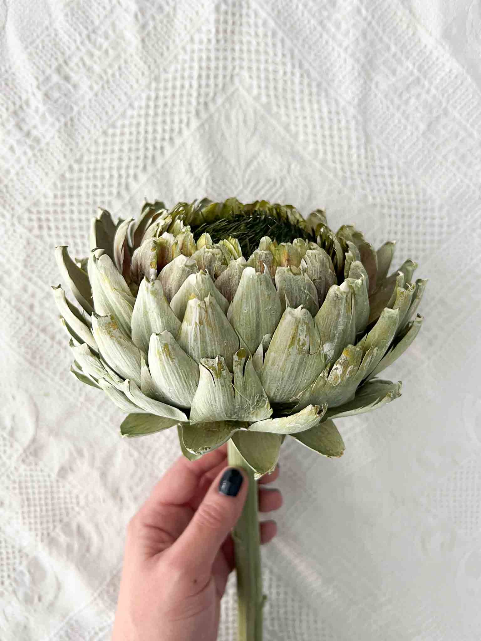 OLINTO » Large dried green Artichoke