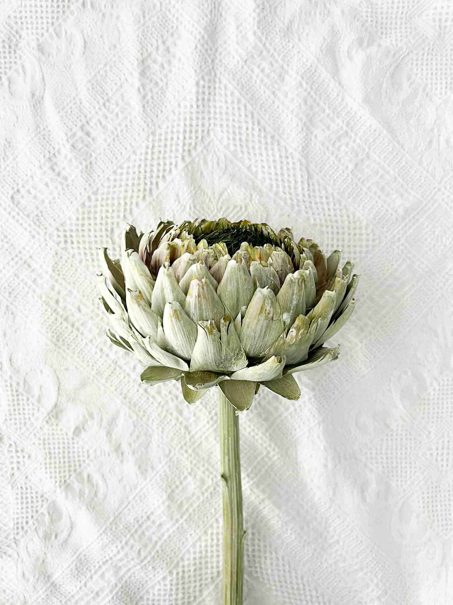 OLINTO » Large dried green Artichoke