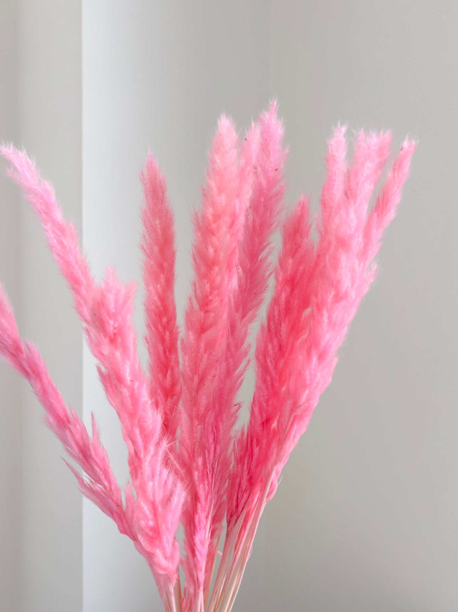 ZULEYA » Mazzo di Fluffy Pampas rosa fluo