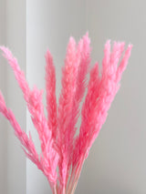 ZULEYA » Mazzo di Fluffy Pampas rosa fluo