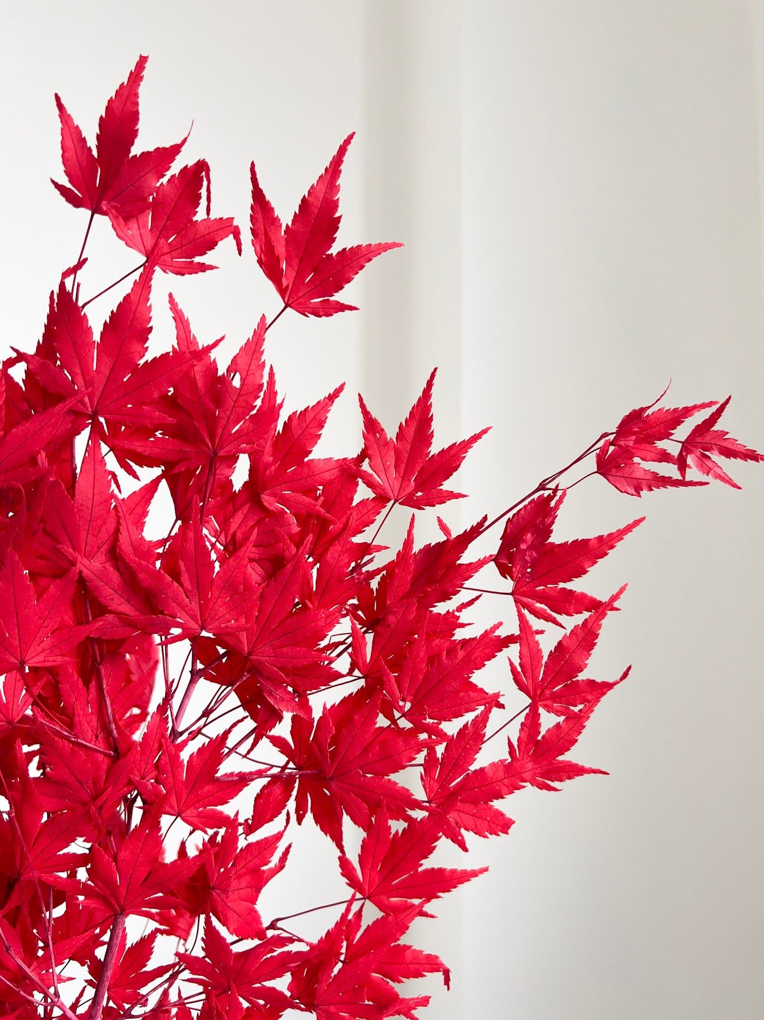 ACEA » foglie di acero stabilizzato rosso - Bloomoon