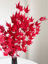 ACEA » foglie di acero stabilizzato rosso - Bloomoon
