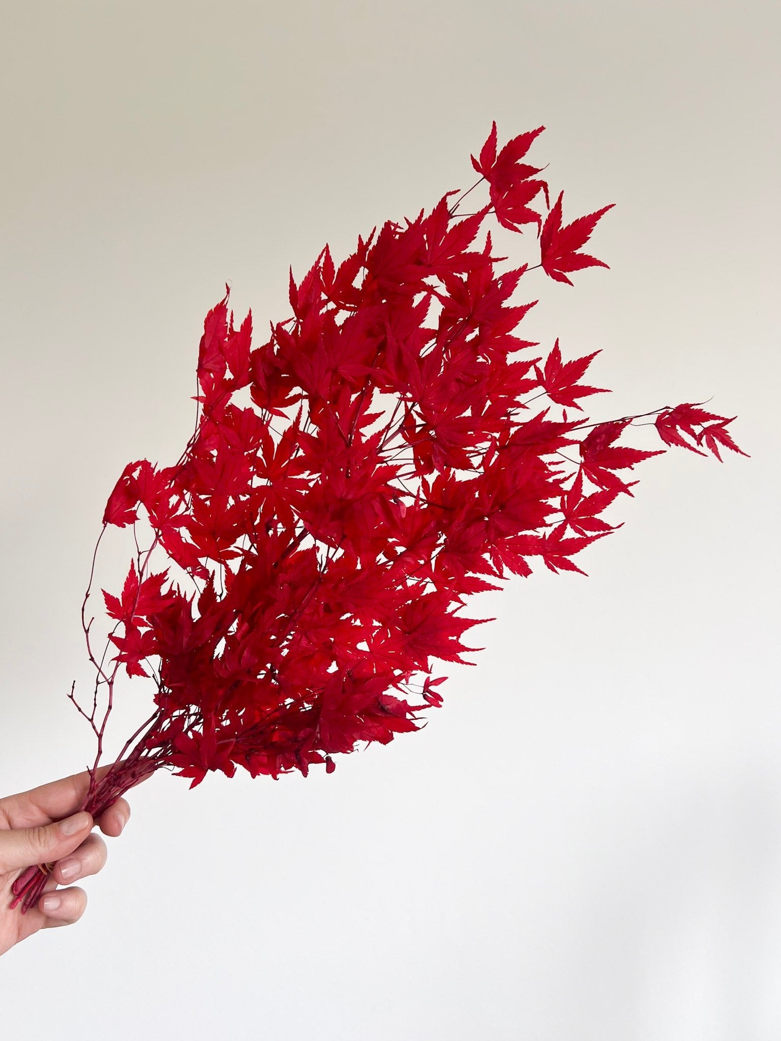 ACEA » foglie di acero stabilizzato rosso - Bloomoon