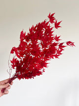 ACEA » foglie di acero stabilizzato rosso - Bloomoon
