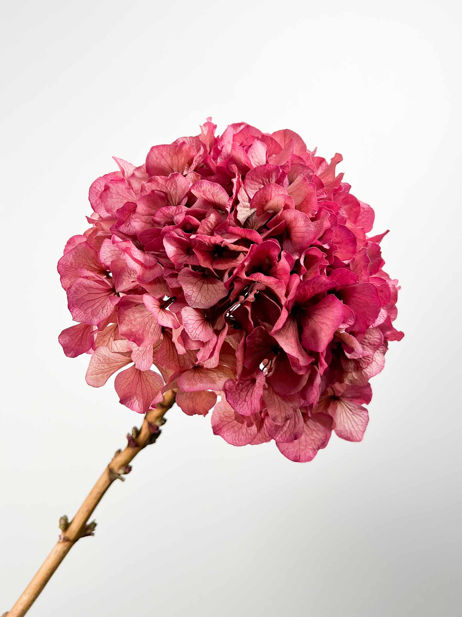 ADA » Ortensia stabilizzata extra sfumata fucsia - Bloomoon