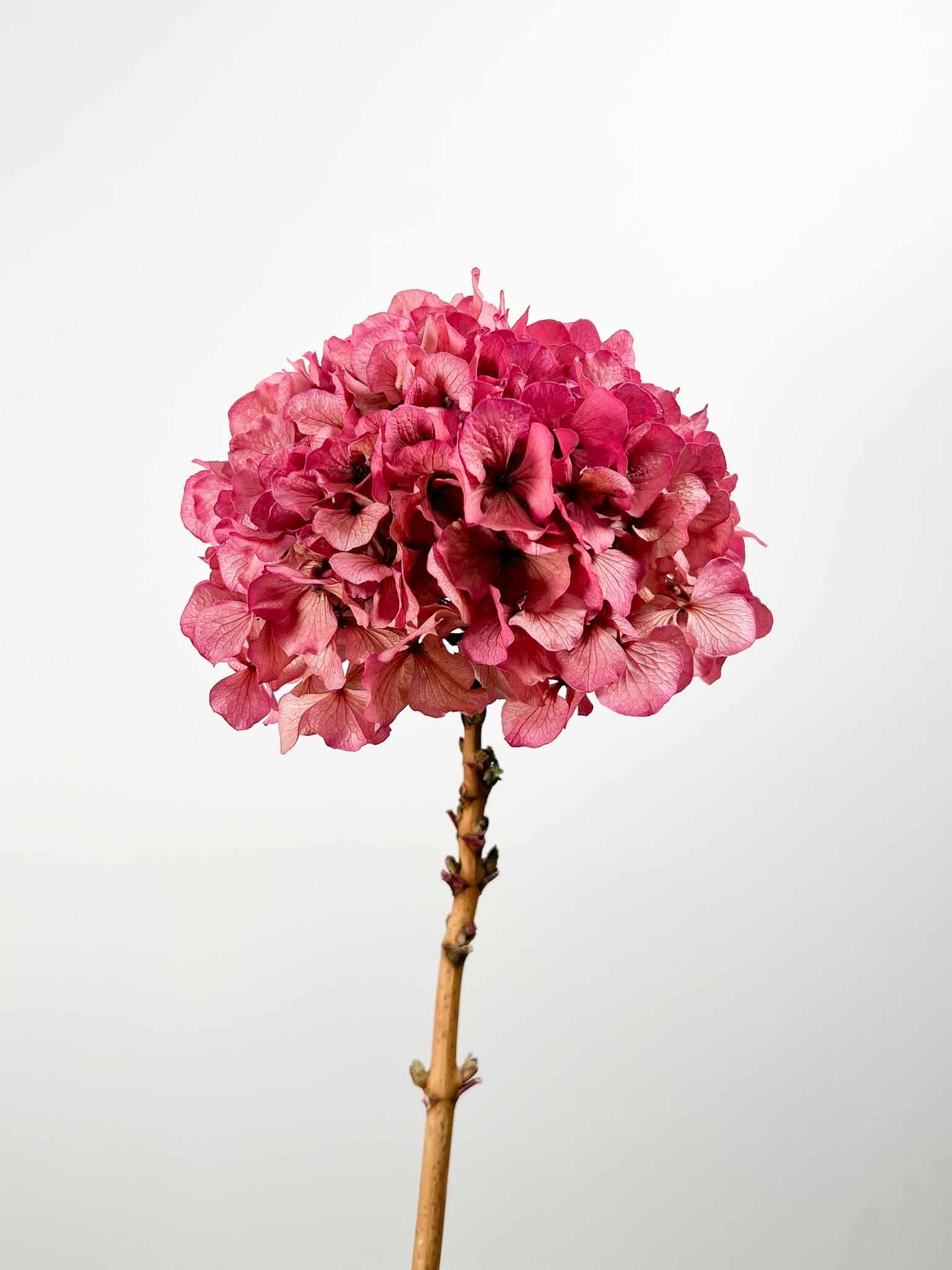 ADA » Ortensia stabilizzata extra sfumata fucsia - Bloomoon