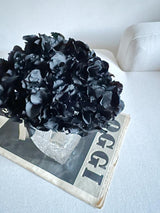 AGATHA » Ortensia stabilizzata nera - Bloomoon