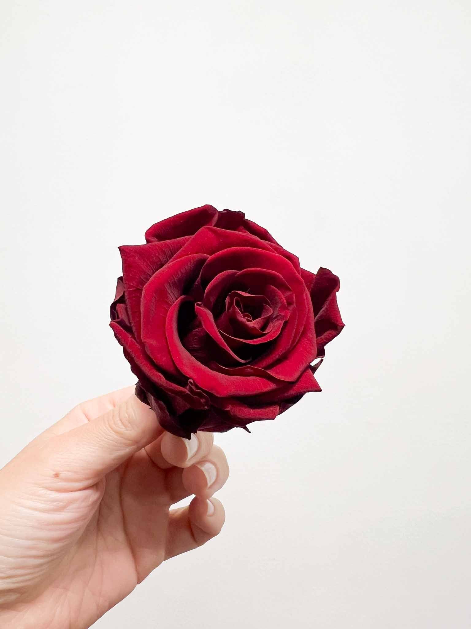 AGLAIA » Box da 6 fiori di Rosa rosso scuro diametro 6,5cm standard - Bloomoon